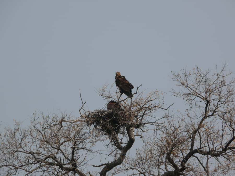 Hwange National Park Day Trip from Victoria Falls - The $330 price and what you actually receive
