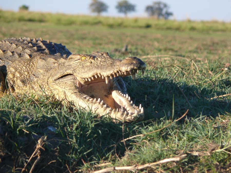 Hwange National Park Day Trip from Victoria Falls - Group size, languages, and accessibility
