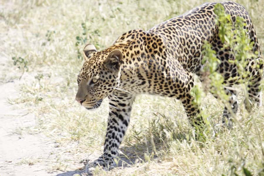 Hwange National Park Day Trip from Victoria Falls - Weather, clothing, and useful preparation