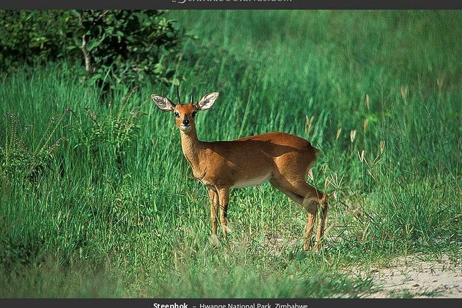 Hwange National Park Full Day Game Drive Safari - The early road from Victoria Falls to Hwange