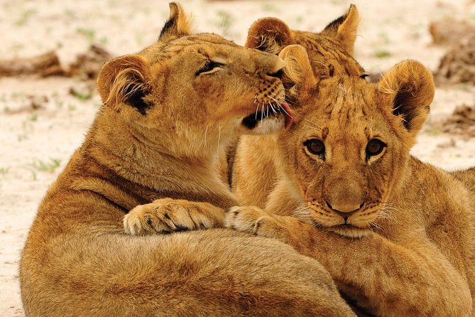 Hwange National Park Full Day Game Drive Safari - What the Big Five promise really means