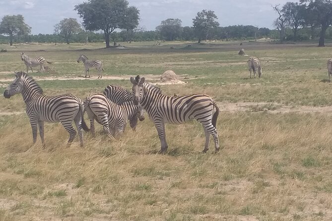 Hwange National Park Full Day Trip - Why Hwange makes a worthwhile day trip from Victoria Falls