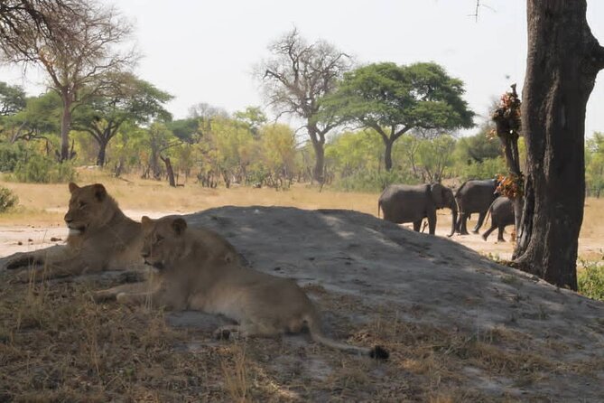 Hwange National Park Full Day Trip - Lunch inside Hwange from noon to 1:00 PM