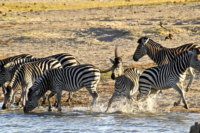 Hwange (Safari) Day Trip from Victoria Falls - Morning sightings and the value of a good guide