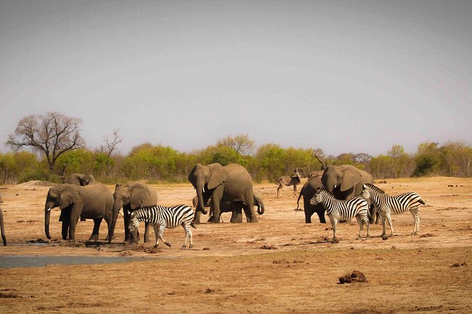 Hwange (Safari) Day Trip from Victoria Falls - Leaving Victoria Falls at 6:00am