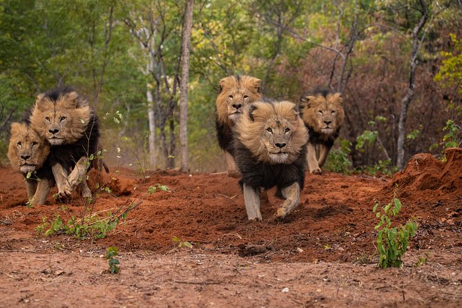Lion & Wildlife Sanctuary Excursion Victoria Falls - Ostriches and rescued animals fill out the visit