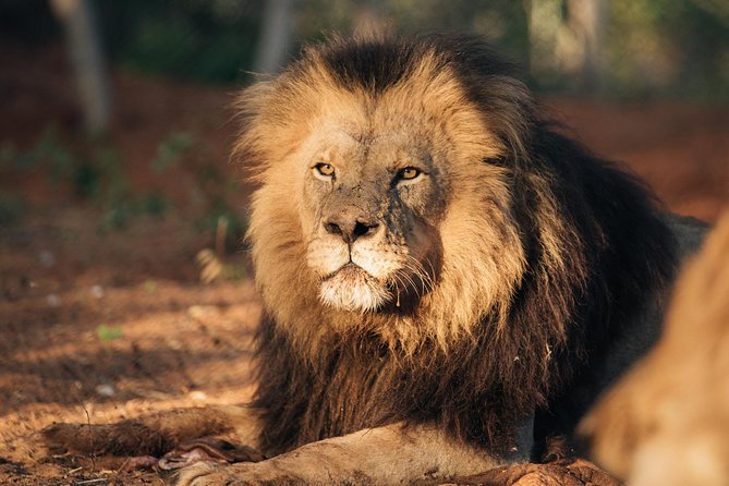 Lion & Wildlife Sanctuary Excursion Victoria Falls - Breakfast, snacks and timing