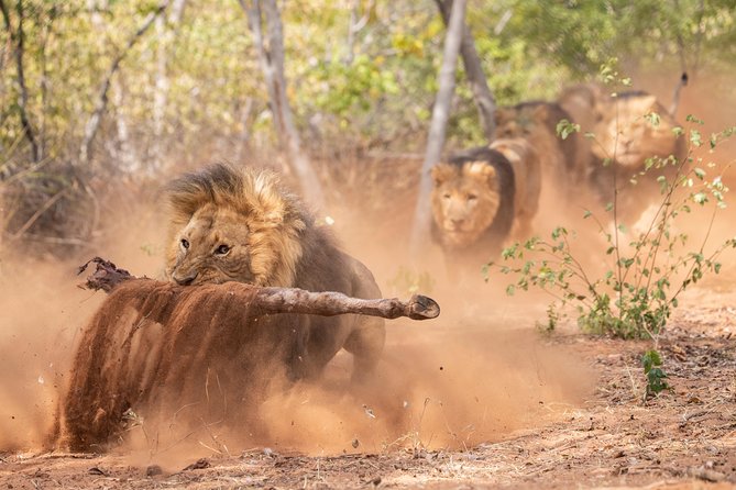 Lion & Wildlife Sanctuary Excursion Victoria Falls - Is $120 a fair price?