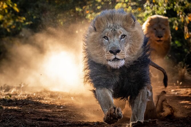 Lion & Wildlife Sanctuary Excursion Victoria Falls - The pride drive gives you reliable lion sightings