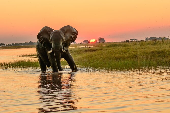 Luxury Sunset River Cruise on the Zambezi - Watching the Zambezi for wildlife