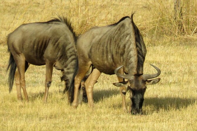Matobo Rhino Encounter - Meeting the rangers who protect the rhinos