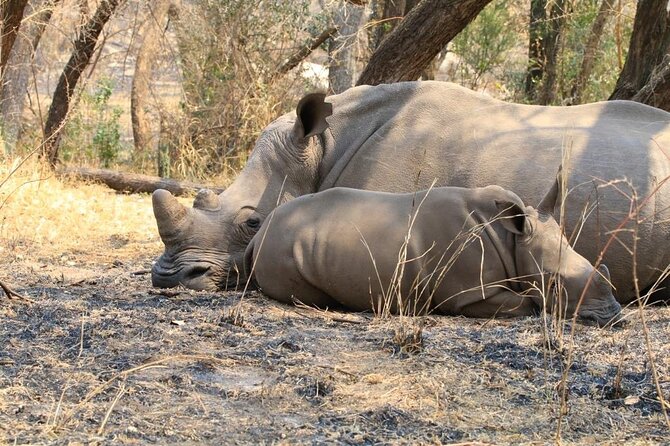 Matobo Rhino Encounter - Barbecue lunch, refreshments, and a Matobo sunset