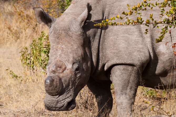 Matobo Rhino Encounter - Is $120 a fair price for five to six hours?