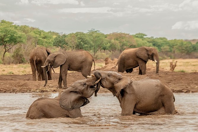 Moments with Elephants - Meeting Zimbabwe’s elephants near Victoria Falls