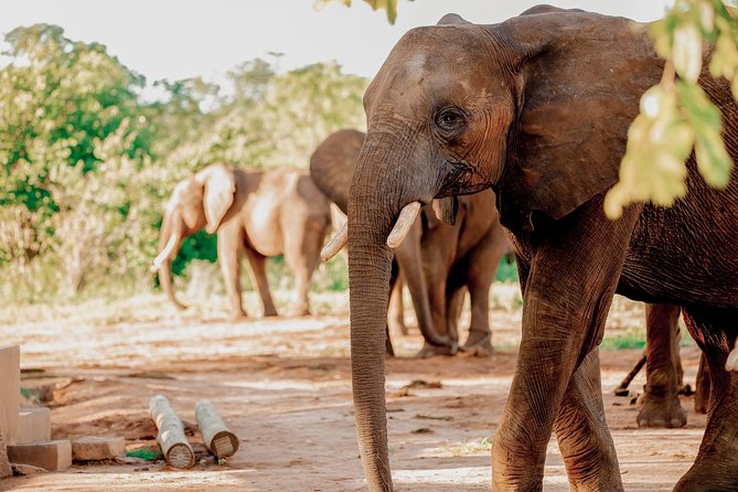 Moments with Elephants - Is $180 per person a fair price?