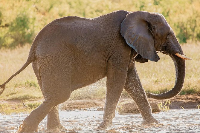 Moments with Elephants - Who will enjoy this elephant encounter?