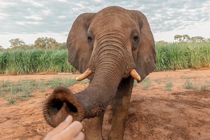 Moments with Elephants - What happens during the one-hour visit