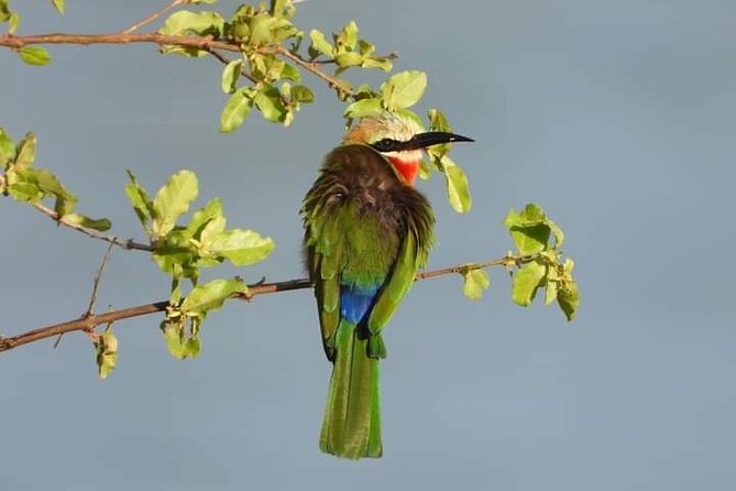 Private Guided Tour in Victoria Falls - Choosing sunrise, daytime, or the Luna rainbow tour