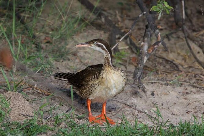 Ra-Ikane Luxury Sunset Cruise Victoria Falls - Wildlife watching along the Zambezi