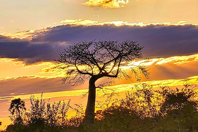 Safari Game Drive in the Savannah with Hotel pickup 3 times daily - A short safari from Victoria Falls