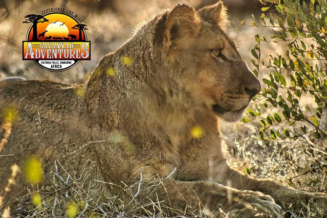 Safari Game Drive in the Savannah with Hotel pickup 3 times daily - What the $115 price really covers
