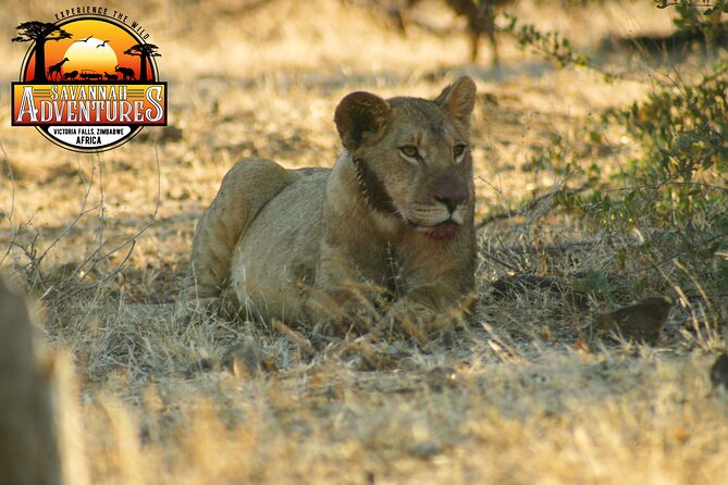Safari Game Drive in the Savannah with Hotel pickup 3 times daily - Searching for elephants, lions, buffalo, and leopards