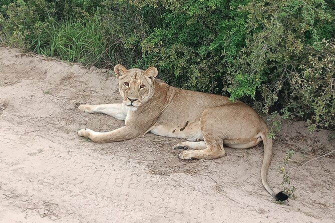 Safari Game Drive in Zambezi National Park - Why the unfenced setting changes the experience