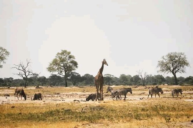 Safari Game Drive in Zambezi National Park - Breakfast, refreshments, and the price