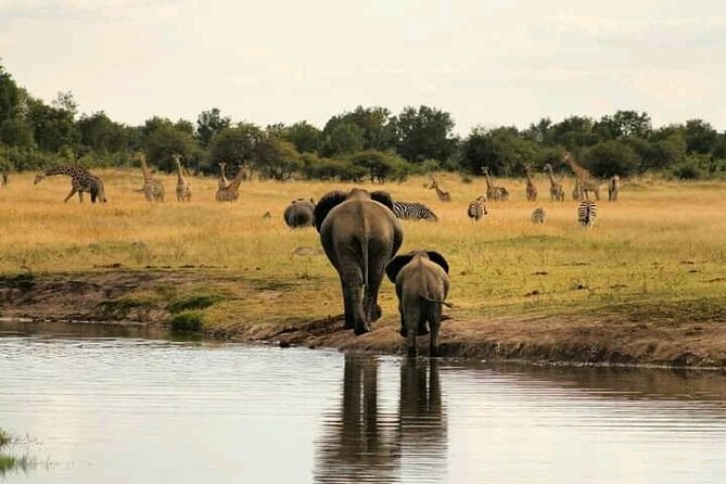 Safari Game Drive in Zambezi National Park - Who will enjoy this safari most