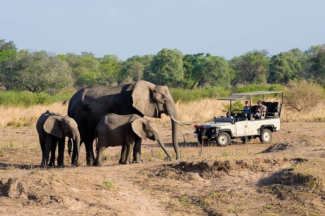Safari Game Drive in Zambezi National Park with Hotel Pickup - Choosing the morning drive