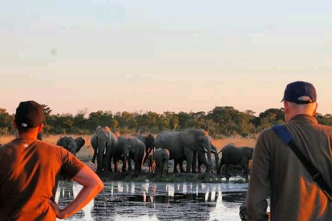 Safari Game Drive in Zambezi National Park - The afternoon option and its different rhythm