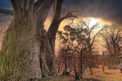Safari in Victoria Falls and Zambezi National Park