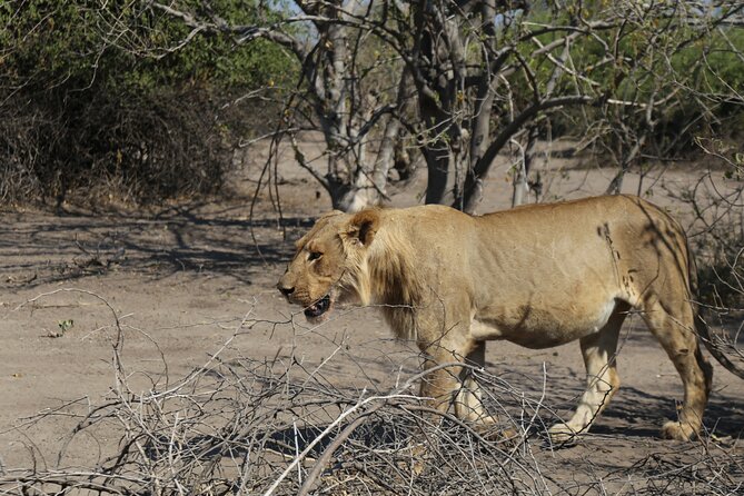 Small Group: Zambezi National Park Guided Game Drive - Key points before you book