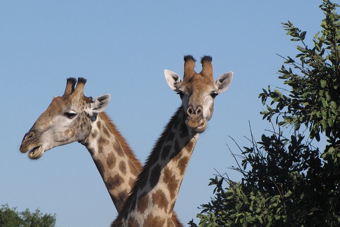 Small Group: Zambezi National Park Guided Game Drive - Why the five-minute transfer matters