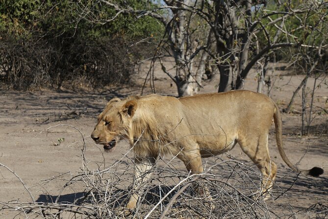 Small Group: Zambezi National Park Guided Game Drive - What you see in Zambezi National Park