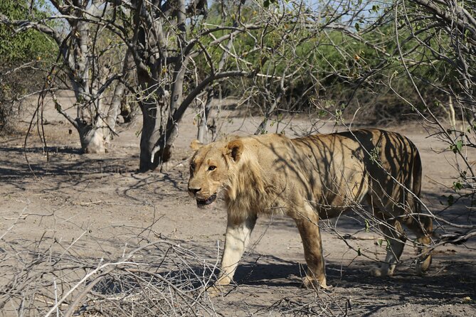 Small Group: Zambezi National Park Guided Game Drive - Pickup, timing, and what to plan
