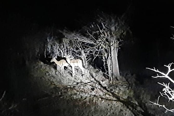Stargazing and Moonlight Experience - The bush route and possible wildlife