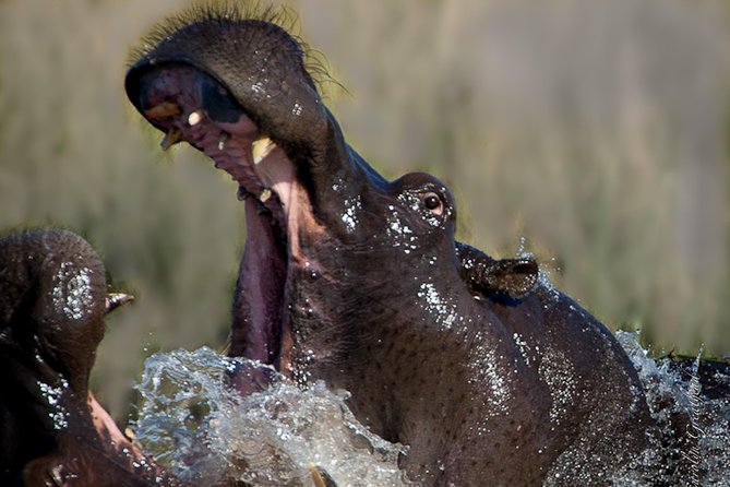 Sundowner Cruise on Zambezi River (Zimbabwe) - Boats, crew, and the feel of the evening