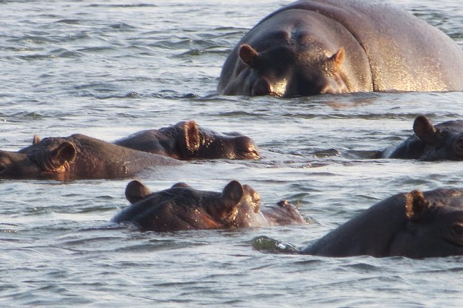 Sunset Cruise & Guided Falls Tour Combo - The Zambezi cruise: calm water and possible wildlife