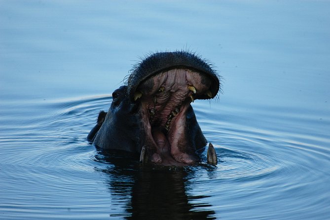 Sunset Cruises on the Zambezi River from Victoria Falls - Drinks, snacks, and the social mood
