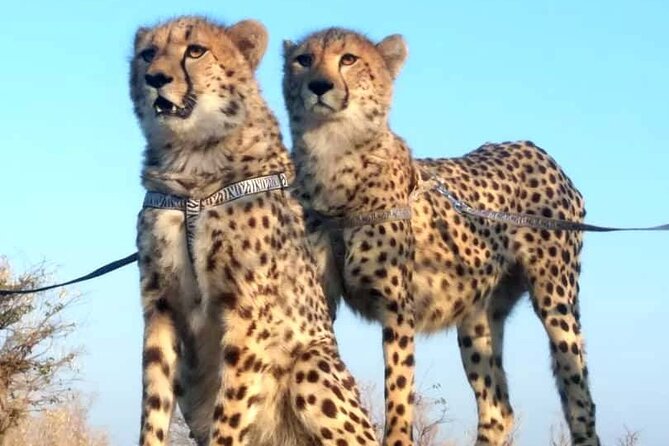 The Cheetah Experience - Walking Beside the Cats