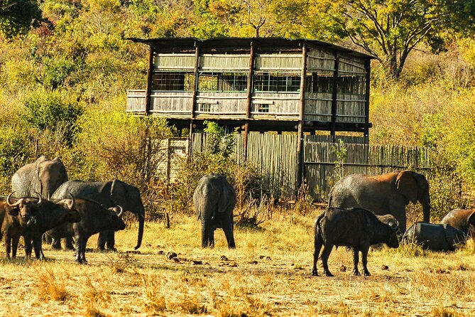 Unique Safari Game Drives in Zambezi National Park, 4 Options - Riding in the open four-wheel-drive game viewer