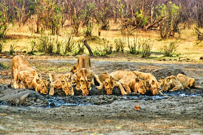 Unique Safari Game Drives in Zambezi National Park, 4 Options - What the afternoon safari adds