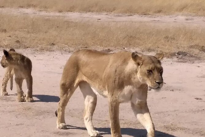 Victoria Falls And Chobe - Day 4: A simple departure day