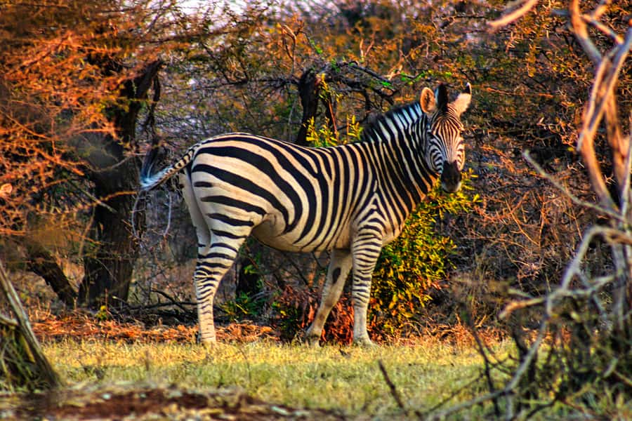 Victoria Falls: Baobab Safari - Sunrise and Mid Morning - Into the bush toward the Zambezi gorge