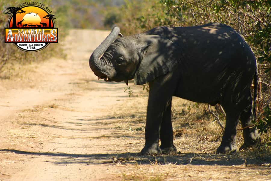 Victoria Falls: Baobab Safari - Sunrise and Mid Morning - The giant baobab and the local craft market