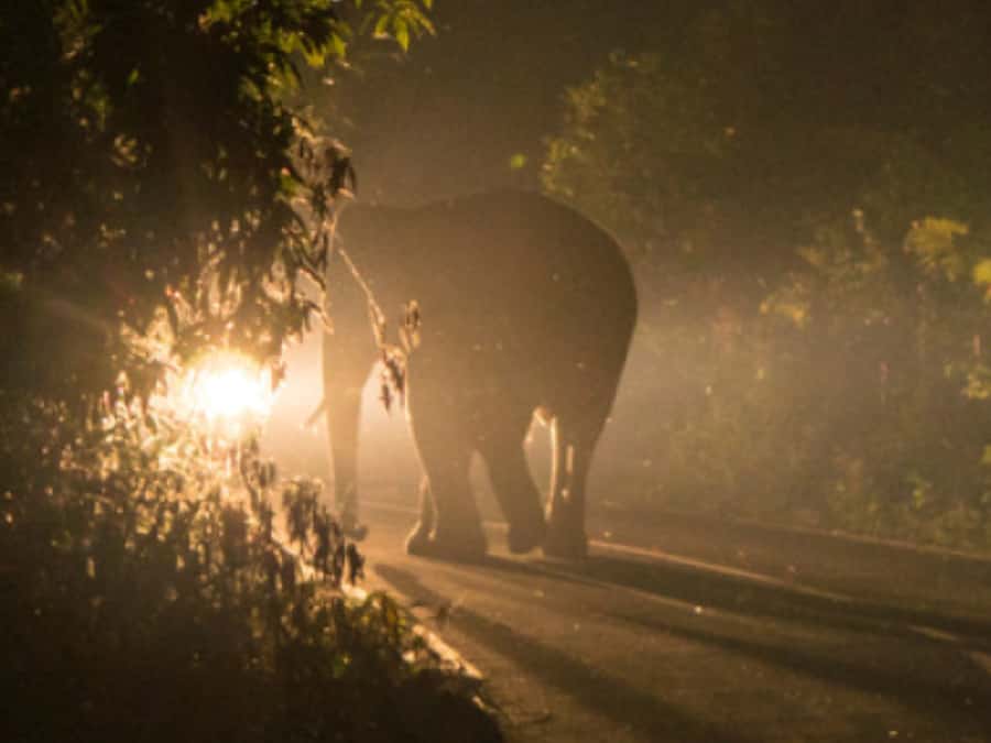 Victoria Falls: Bush Experience and Stargazing D-F-ES-GB - Value, Timing, and Practical Choices
