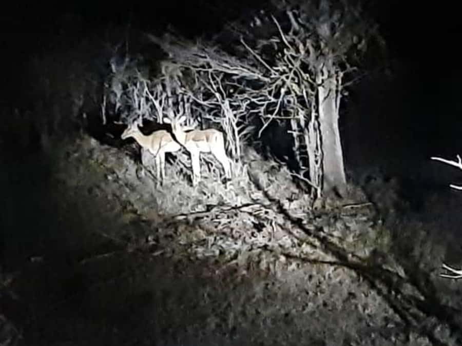 Victoria Falls: Bush Experience and Stargazing D-F-ES-GB - Should You Book the Bush Experience and Stargazing?