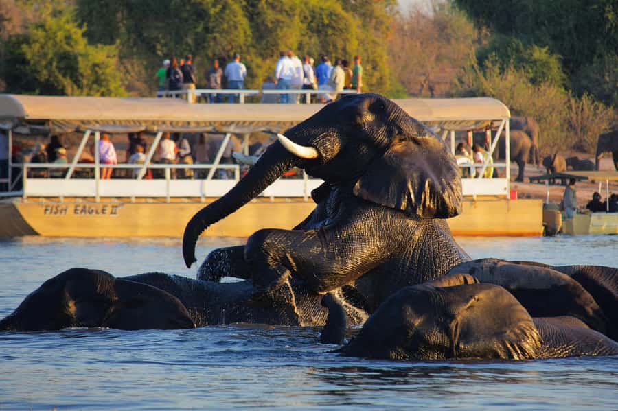 Victoria Falls: Chobe National Park Day Trip with Lunch - The Chobe River cruise