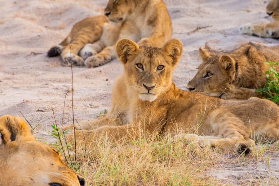Victoria Falls: Chobe National Park Day Trip with Lunch - Should you book it?